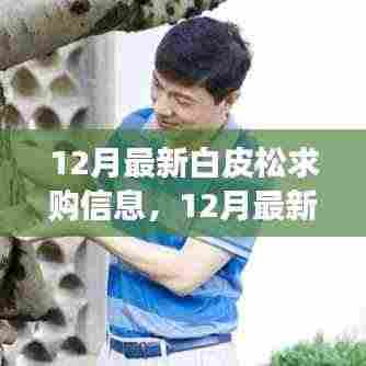 最新白皮松求购信息及市场趋势解析与选购策略指南