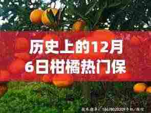 历史上的12月6日柑橘保果技术探寻之旅,自然美景与内心平静的交融力量