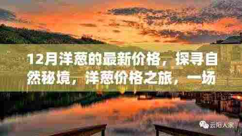 探寻自然秘境,洋葱盛宴与最新价格揭秘