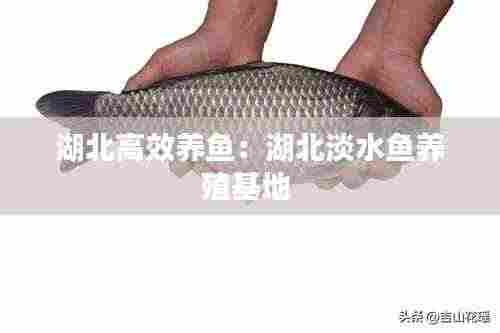 湖北高效养鱼:湖北淡水鱼养殖基地