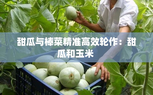 甜瓜与棒菜精准高效轮作:甜瓜和玉米