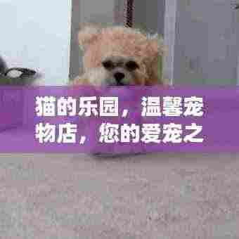 猫的乐园，温馨宠物店，您的爱宠之家