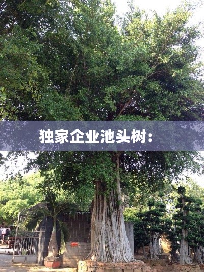 独家企业池头树： 