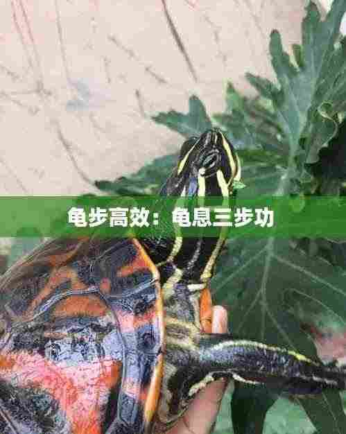 龟步高效：龟息三步功 