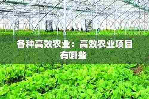 各种高效农业:高效农业项目有哪些