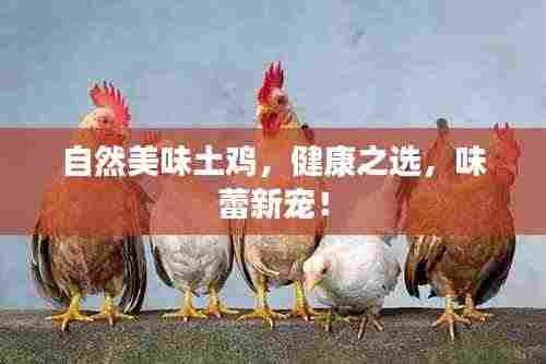自然美味土鸡,健康之选,味蕾新宠!
