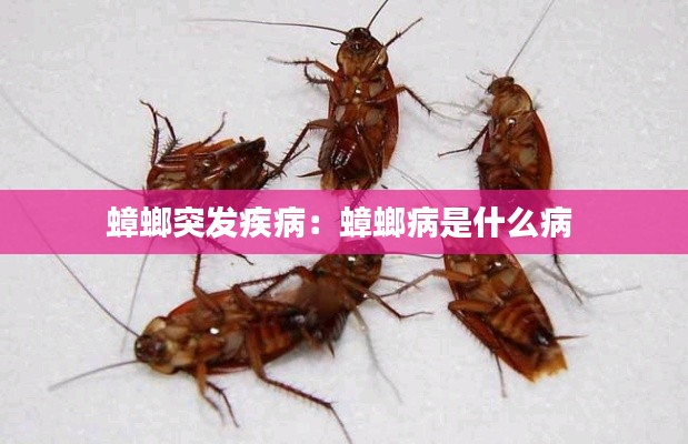 蟑螂突发疾病:蟑螂病是什么病
