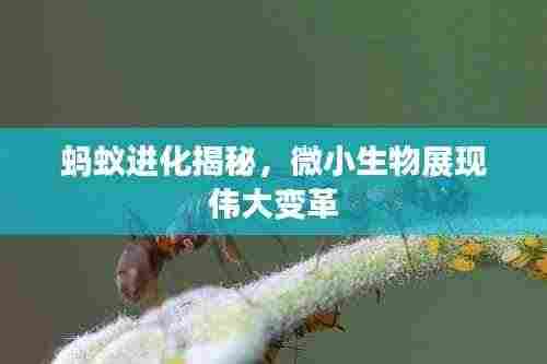 蚂蚁进化揭秘,微小生物展现伟大变革