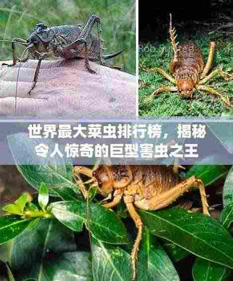 世界最大菜虫排行榜，揭秘令人惊奇的巨型害虫之王