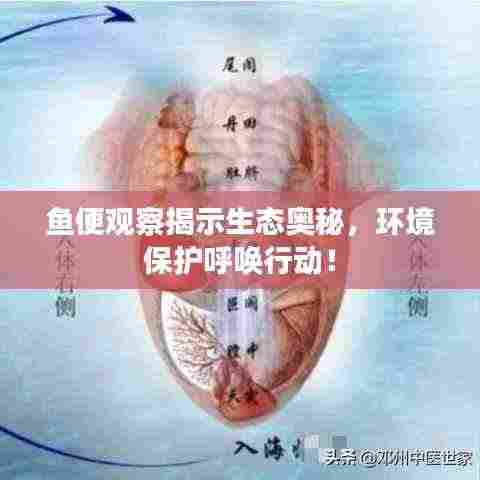 鱼便观察揭示生态奥秘,环境保护呼唤行动!