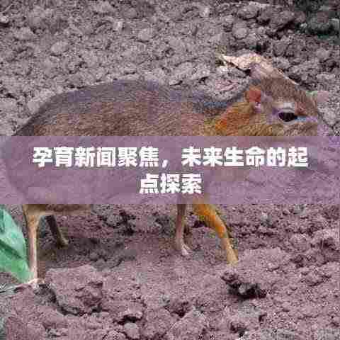 孕育新闻聚焦,未来生命的起点探索