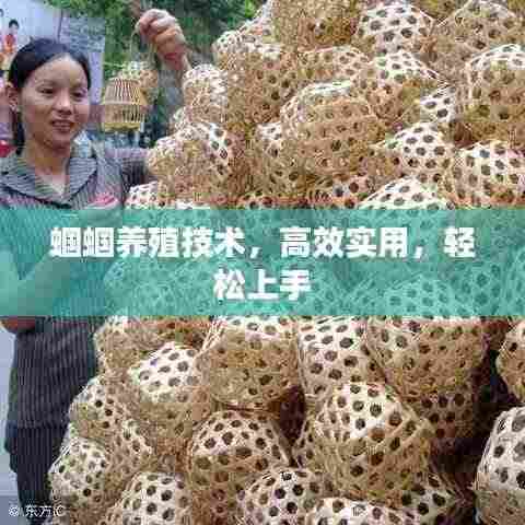 蝈蝈养殖技术,高效实用,轻松上手