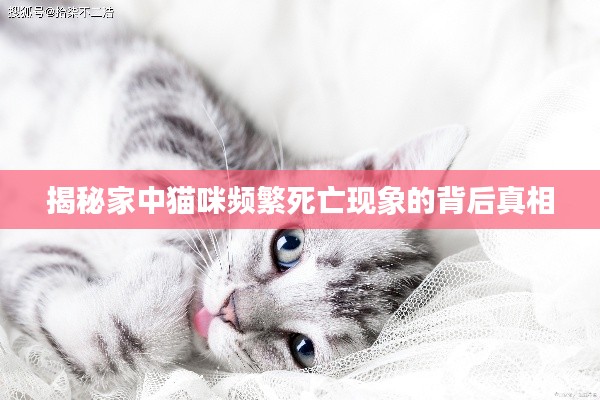 揭秘家中猫咪频繁死亡现象的背后真相
