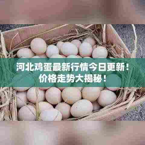 河北鸡蛋最新行情今日更新！价格走势大揭秘！
