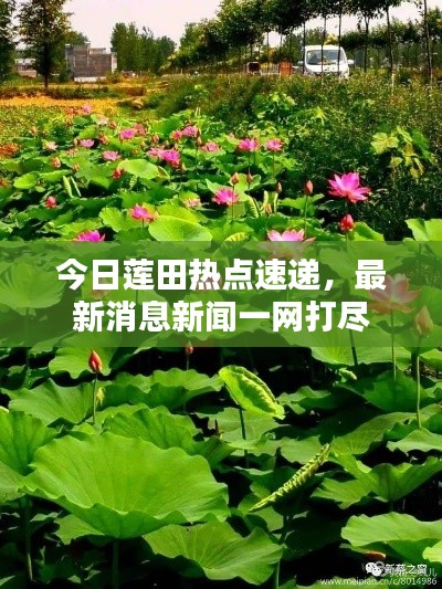 今日莲田热点速递，最新消息新闻一网打尽